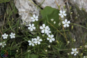 silene pusilla (4)